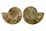 Cut & Polished, Crystal-Filled Ammonite Fossil - Madagascar #287976-1